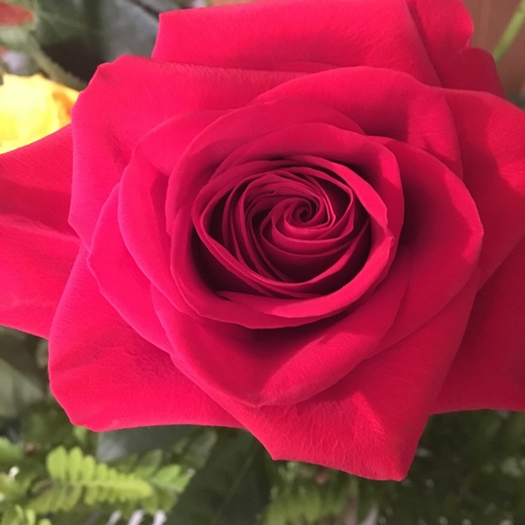 Meet your Posher, Wilma - Picture 1 of 1